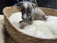 Weston, a male Italian Greyhound for sale in Havana, AR – 2 of 10