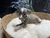 Weston, a male Italian Greyhound for sale in Havana, AR – 4 of 10