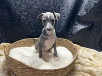 Becker, a male Italian Greyhound for sale in Havana, AR – 7 of 7