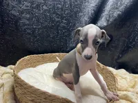 Bobby, a male Italian Greyhound for sale in Havana, AR – 3 of 8