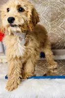 Tera, a female Goldendoodle for sale in Havana, AR – Photo 4 of 8