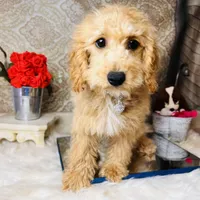 Tera, a female Goldendoodle for sale in Havana, AR – Photo 3 of 8