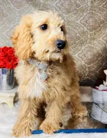 Tera, a female Goldendoodle for sale in Havana, AR – Photo 8 of 8
