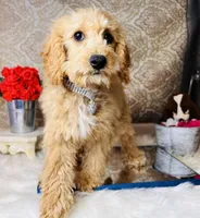 Tera, a female Goldendoodle for sale in Havana, AR – Photo 7 of 8