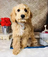 Tera, a female Goldendoodle for sale in Havana, AR – Photo 2 of 8