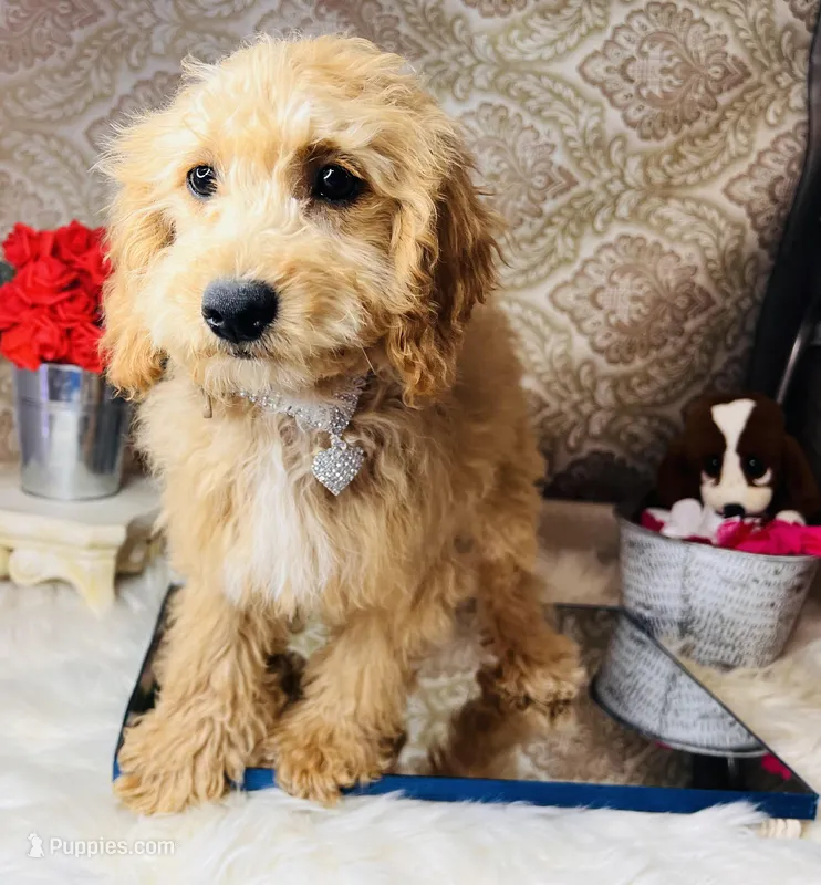 Tera, a female Goldendoodle for sale in Havana, AR – Photo 1 of 8