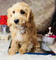 Tera, a female Goldendoodle for sale in Havana, AR – Photo 1 of 8