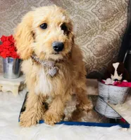 Tera, a female Goldendoodle for sale in Havana, AR – Photo 6 of 8