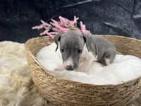Giulia 2F, a female Italian Greyhound for sale in Havana, AR – 4 of 9