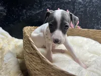Storm1, a female Italian Greyhound for sale in Havana, AR – 4 of 9