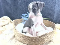 Piper 2 M, a male Italian Greyhound for sale in Havana, AR – 6 of 10