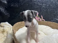 Rebel girl, a female Italian Greyhound for sale in Havana, AR – 6 of 7