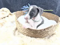 Piper 2 M, a male Italian Greyhound for sale in Havana, AR – 7 of 10