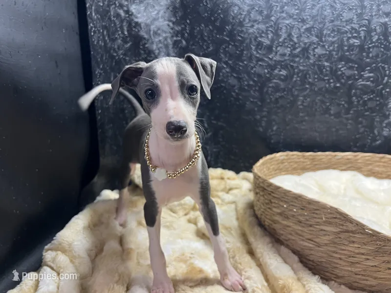 Adele – Italian Greyhound puppy for sale in Havana, AR