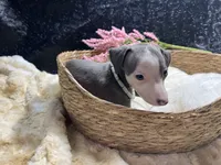 Till/Pete 3, a female Italian Greyhound for sale in Havana, AR – 7 of 8