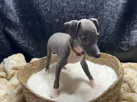 Brucie, a male Italian Greyhound for sale in Havana, AR – 4 of 8