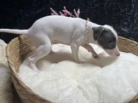 Rebel girl, a female Italian Greyhound for sale in Havana, AR – 2 of 7
