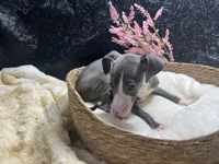 Pen/Bart, a female Italian Greyhound for sale in Havana, AR – 2 of 10