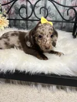 Faith, a female Dachshund for sale in Havana, AR – Photo 3 of 10