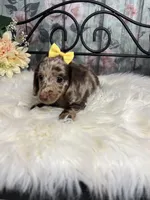 Faith, a female Dachshund for sale in Havana, AR – Photo 5 of 10