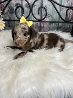 Faith, a female Dachshund for sale in Havana, AR – Photo 9 of 10