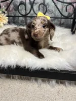 Faith, a female Dachshund for sale in Havana, AR – Photo 7 of 10