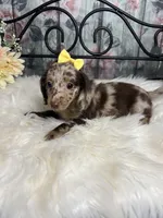 Faith, a female Dachshund for sale in Havana, AR – Photo 4 of 10