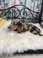 Faith, a female Dachshund for sale in Havana, AR – Photo 2 of 10