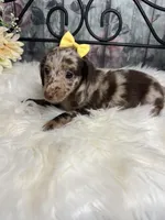 Faith, a female Dachshund for sale in Havana, AR – Photo 10 of 10