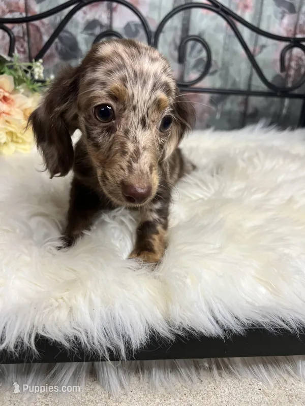 Faith, a female Dachshund for sale in Havana, AR – Photo 1 of 10