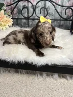 Faith, a female Dachshund for sale in Havana, AR – Photo 8 of 10