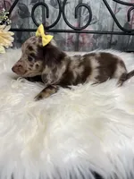 Faith, a female Dachshund for sale in Havana, AR – Photo 6 of 10