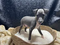 Brucie, a male Italian Greyhound for sale in Havana, AR – 2 of 8