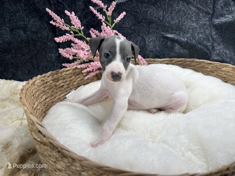 Giulia 6F – Italian Greyhound puppy for sale in Havana, AR
