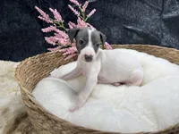Giulia 6F, a female Italian Greyhound for sale in Havana, AR – 1 of 8