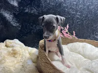 Storm 3, a female Italian Greyhound for sale in Havana, AR – 6 of 9