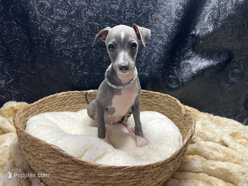 Becker – Italian Greyhound puppy for sale in Havana, AR
