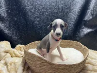 Bobby, a male Italian Greyhound for sale in Havana, AR – 7 of 8