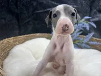 Giulia 1M, a male Italian Greyhound for sale in Havana, AR – 4 of 8