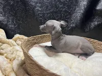 Milly, a female Italian Greyhound for sale in Havana, AR – 7 of 7