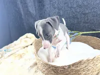 Piper 2 M, a male Italian Greyhound for sale in Havana, AR – 5 of 10