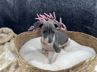 Piper 3 F, a female Italian Greyhound for sale in Havana, AR – 5 of 8