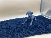 Tasha, a female Italian Greyhound for sale in Havana, AR – Photo 7 of 7