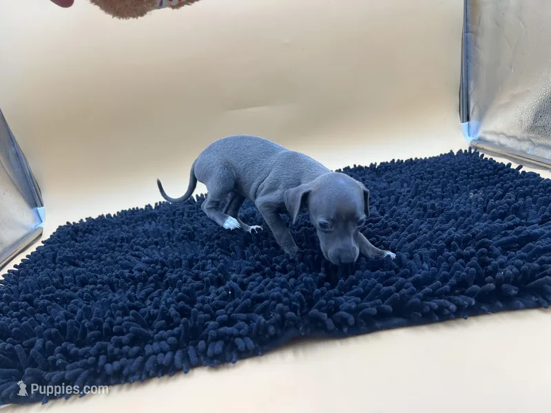 Tasha – Italian Greyhound puppy for sale in Havana, AR