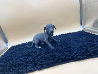 Tasha, a female Italian Greyhound for sale in Havana, AR – Photo 3 of 7