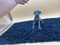 Tasha, a female Italian Greyhound for sale in Havana, AR – Photo 5 of 7