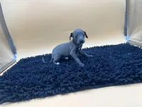 Tasha, a female Italian Greyhound for sale in Havana, AR – Photo 4 of 7