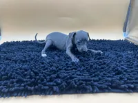 Tasha, a female Italian Greyhound for sale in Havana, AR – Photo 2 of 7