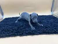 Tasha, a female Italian Greyhound for sale in Havana, AR – Photo 6 of 7