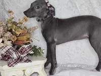 Luna f, a female Italian Greyhound for sale in Havana, AR – Photo 2 of 2